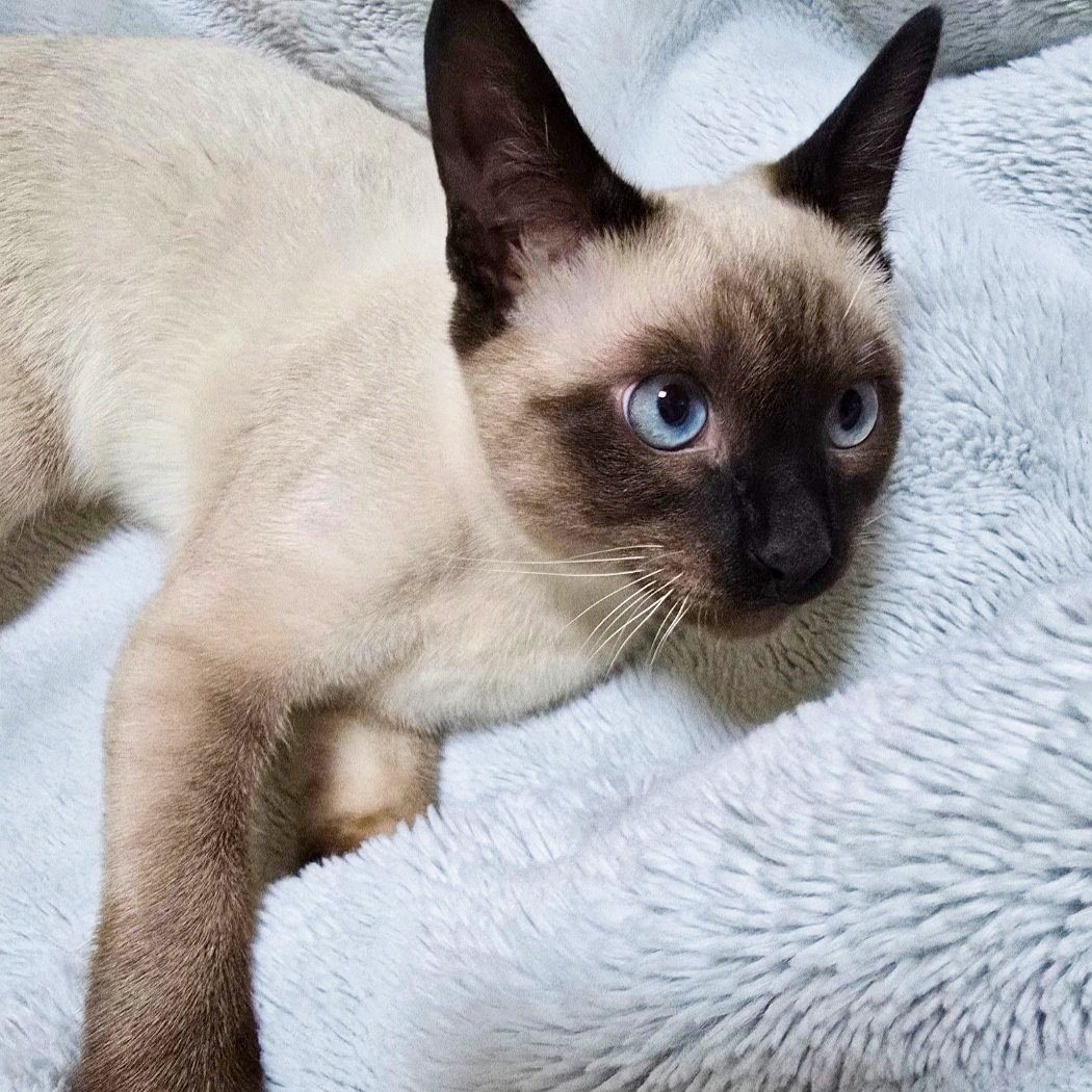 0528_files's tweet image. facts about seok gia that we know🐱

— named from lu“gia”
— a prince and so pretty that matthew also thought was girl  
— communicate in english but in korean when saying to sit down
— loves chewing matthew's hair
— loves jumping on matthew's feet and sleeps right beside his head