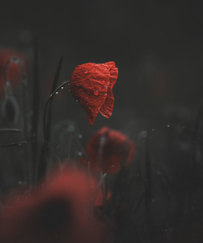 Nirgends wie hier
im Herzenshauch
wenn das Minutenmesser
der Tag zerschneidet
und alle Würfel verlieren
nirgends wie hier
bist du mehr
als du bist

- Rose Ausländer -