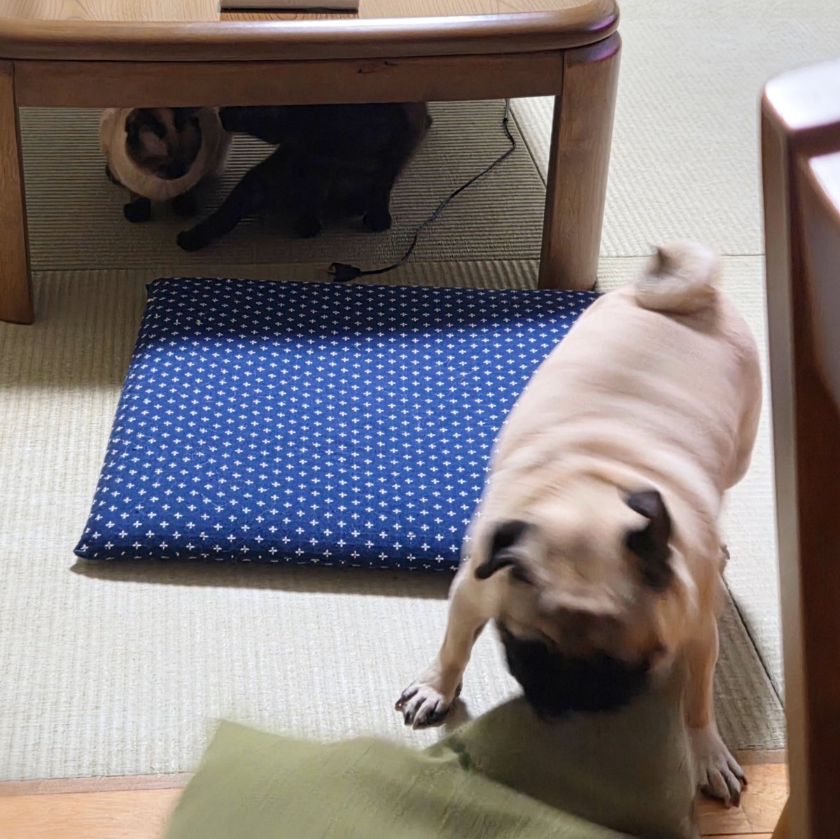 荒ぶるパグと冷静な猫