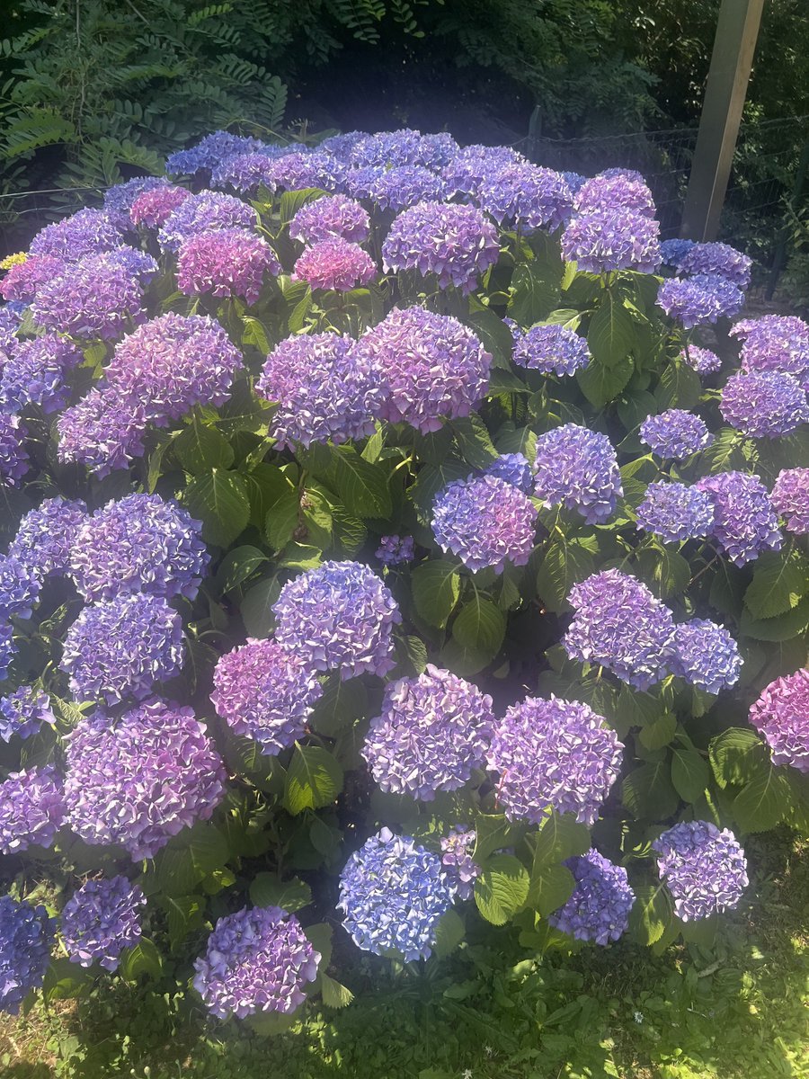 so the hydrangeas in my garden bloomed and they are literally beautiful