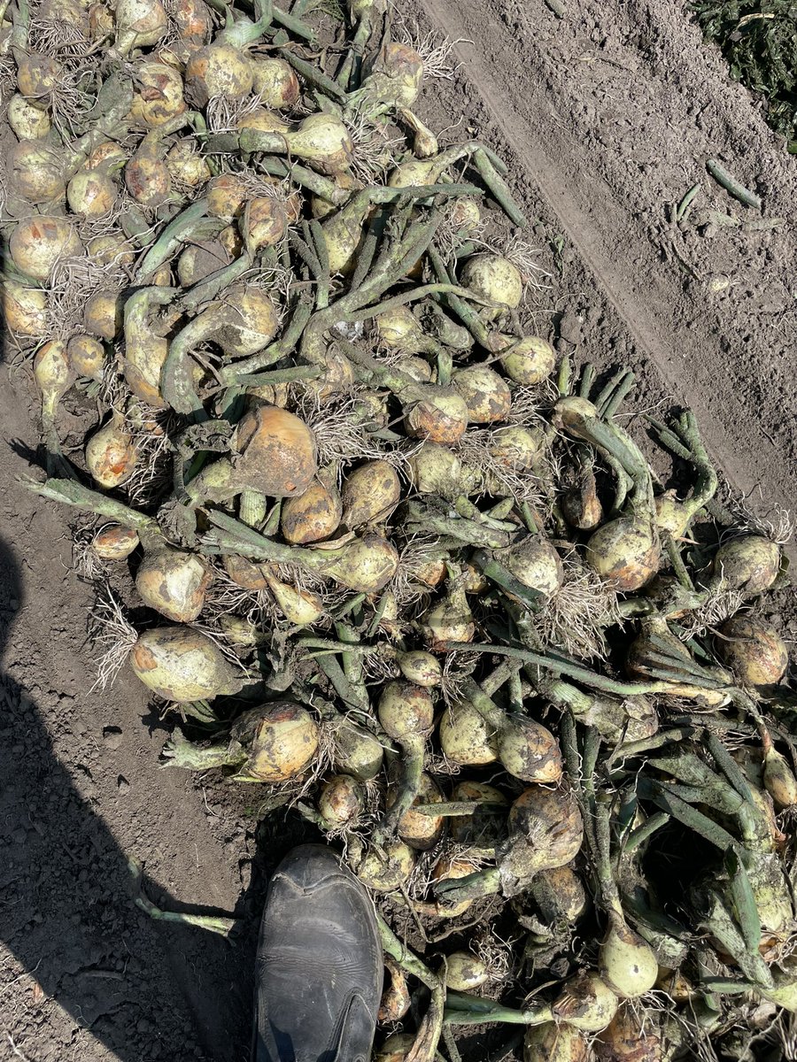 Lennart Moerdijk tweet media