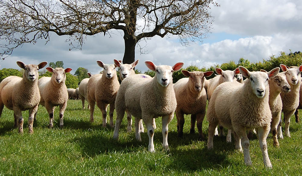 Deadweight new season lamb prices in week ending 07 June: GB NSL SQQ 748.3p/kg, +31.5p. See the full report here: bit.ly/2yQCIaY #AHDBmarkets