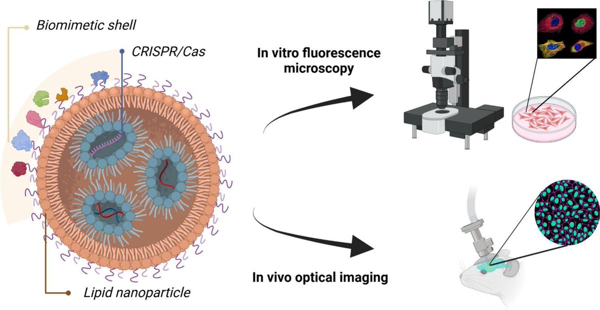 ADDReditors's tweet image. ADDR 50 days' free access: CRISPR/Cas bioimaging from whole body biodistribution to single cell dynamics.
By Ennio Tasciotti & coworkers @Unisanraffaele
#imaging #biodistribution
kwnsfk27.r.eu-west-1.awstrack.me/L0/https:%2F%2…