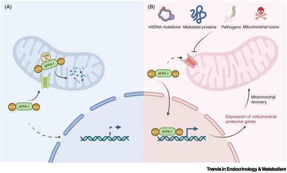 Trends_Endo_Met's tweet image. Online Now: The trade-off between reproduction and resilience dlvr.it/TLHml8 #trends #endocrinology #metabolism