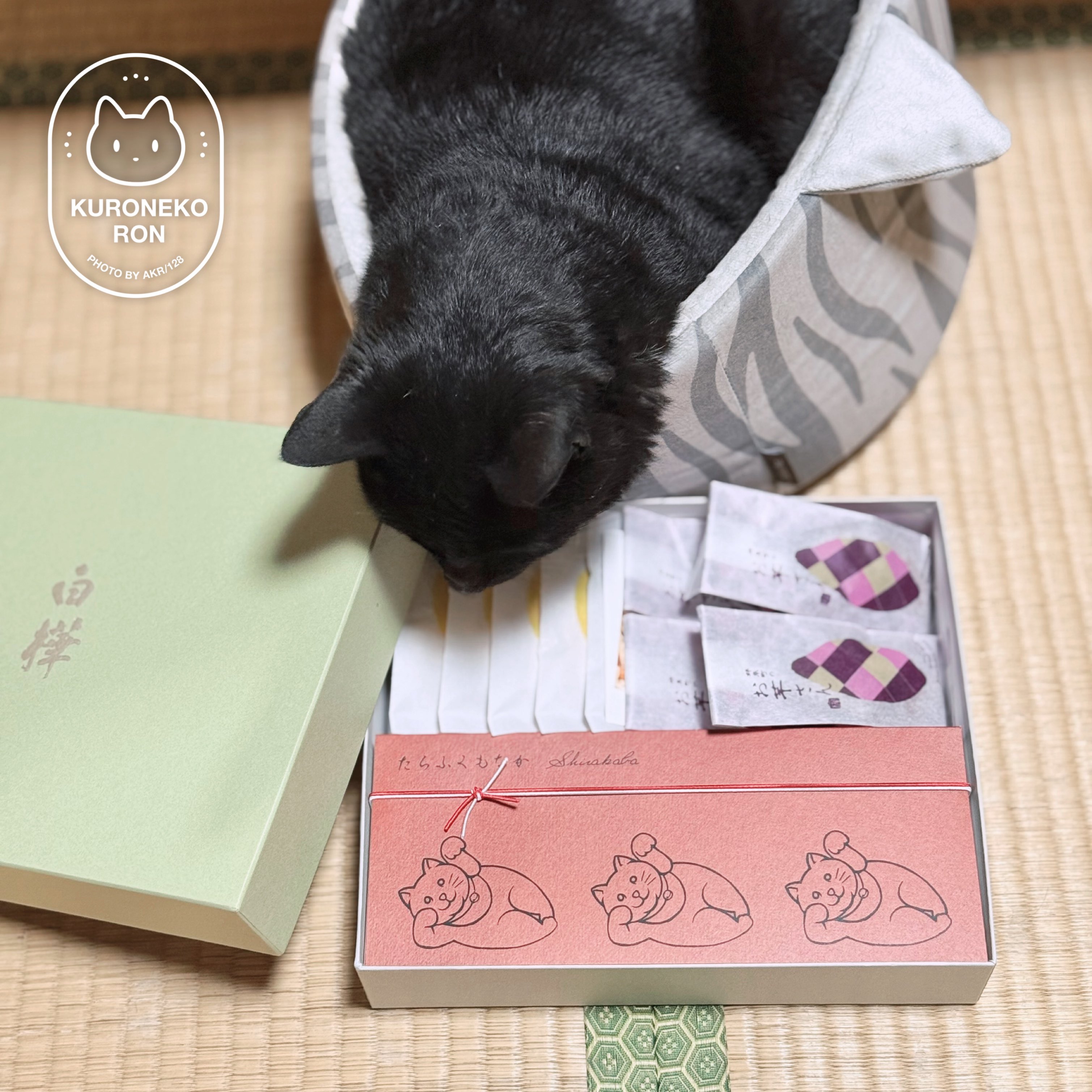 あやねこオーダーページ あやねこや on X: 