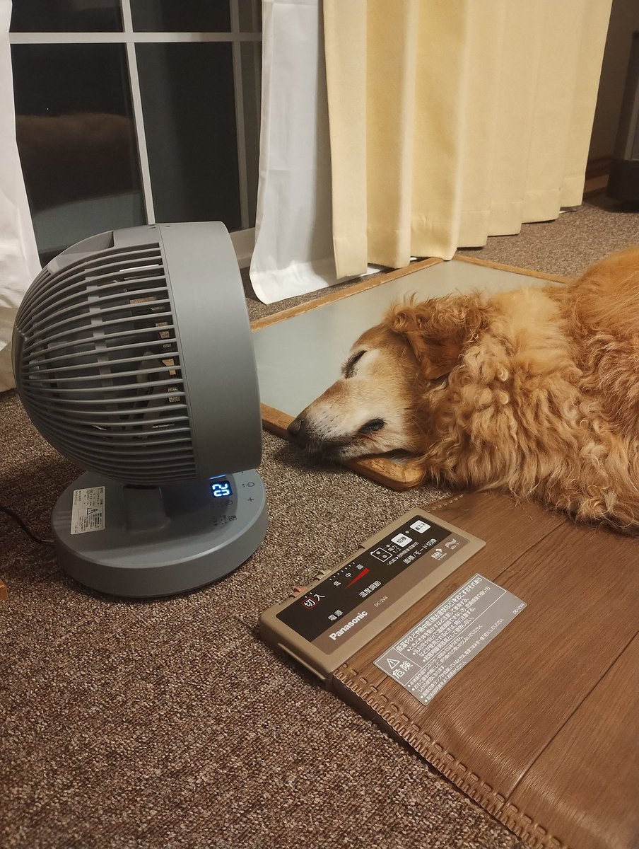 茶子地方来週から30℃予想😨
今年１０歳になり暑さは特に要注意。
なるべく、すやすや眠れるようにしなきゃね。
飼い主ちゃんとやらなくては。