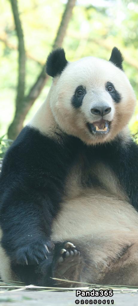 明日でついに８さい🤗！えへへ、まだちっちゃいの〜！😂
Good Night to you from XiangXiang today😴
📸20250611🅒Panda365@Ya'an
#xiangxiang #シャンシャン #パンダ #China #Sichuan #Bifengxia #Riri #Shinshin #リーリー #シンシン #Xiaoxiao #Leilei #Fubao #碧峰峡 #Japan #UENO #shenshuping