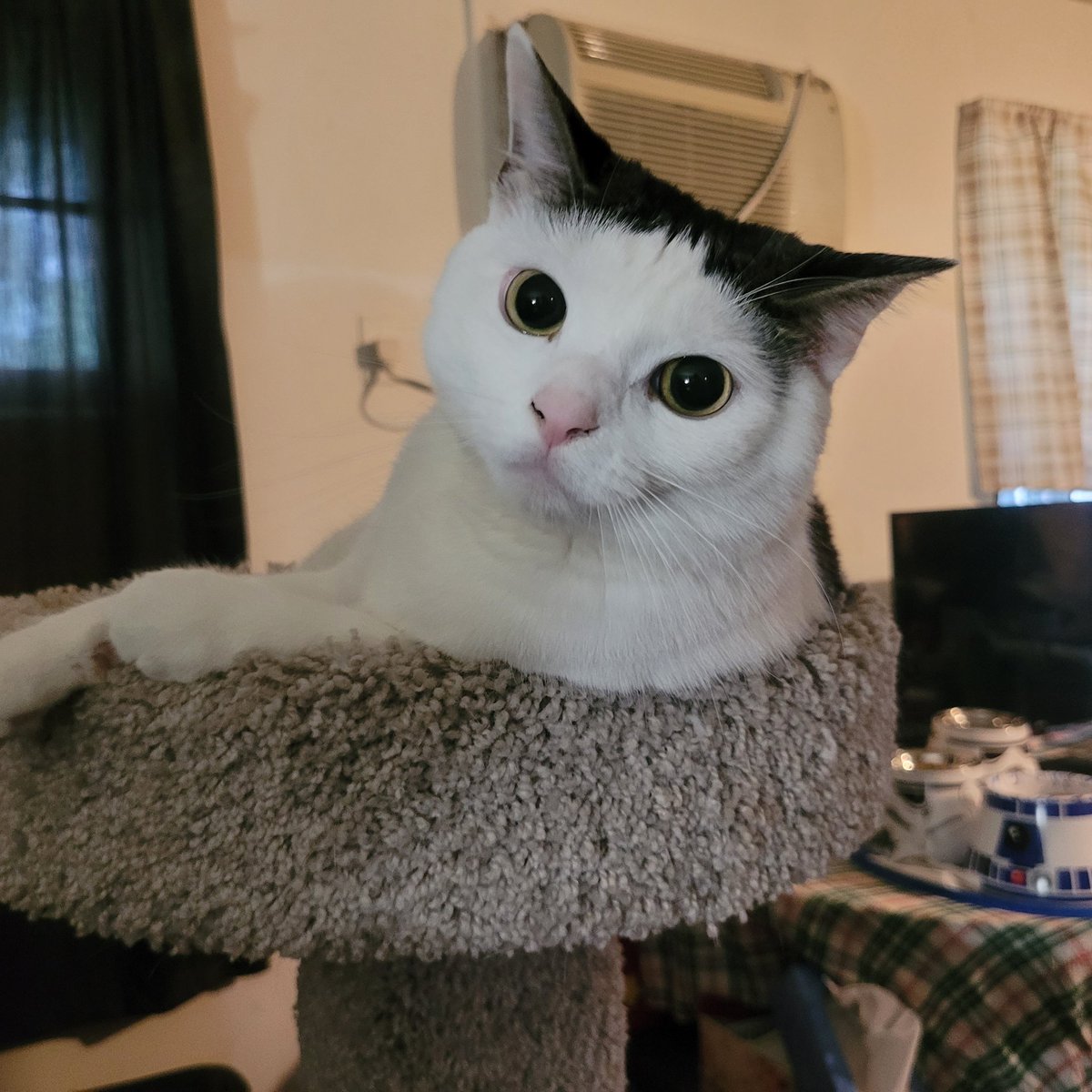 "Yes, Your Highnessness?" #HanSolo #StarWars V #ESB #TauntaunTuesday 
Luv, Jedi Mushroom Skywalker!
❤️🛸🍄💫❤️
#JediMushroomSkywalker
#MushroomCat
#catoftheday
#catsoftwitter 
#StarWarsQuotes
#MayTheForceBeWithYou 
#MayThePawsBeWithYou