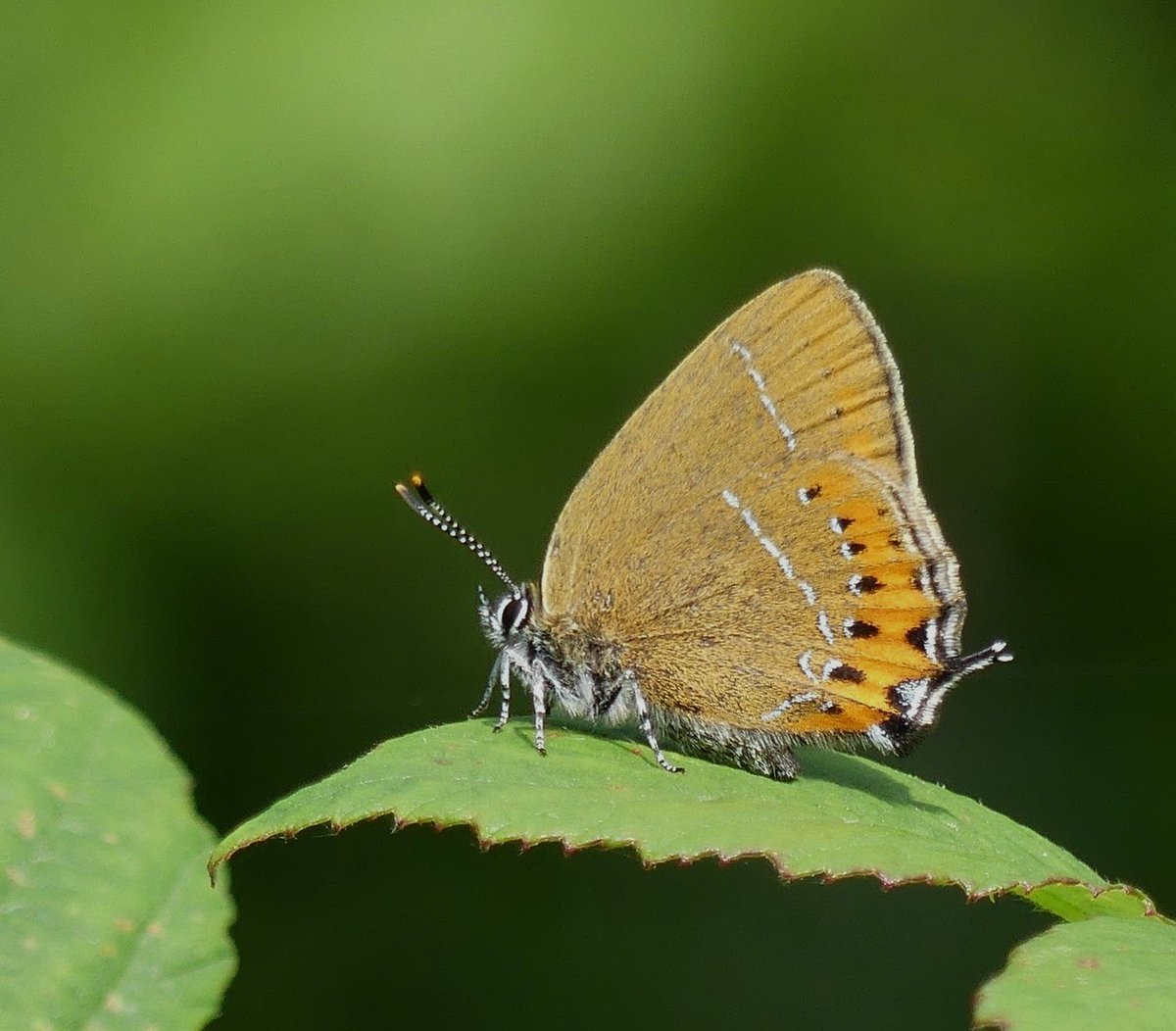 Kevin (@north_bucks123) on Twitter photo Black hairstreak.. 1 of 3 seen today at Oakhill Woods MK. a new site for me, although they have been seen here by other people. <a href="/UpperThamesBC/">BC Upper Thames</a> #Butterflies #WildlifePhotography Black hairstreak.. 1 of 3 seen today at Oakhill Woods MK. a new site for me, although they have been seen here by other people. <a href="/UpperThamesBC/">BC Upper Thames</a> #Butterflies #WildlifePhotography