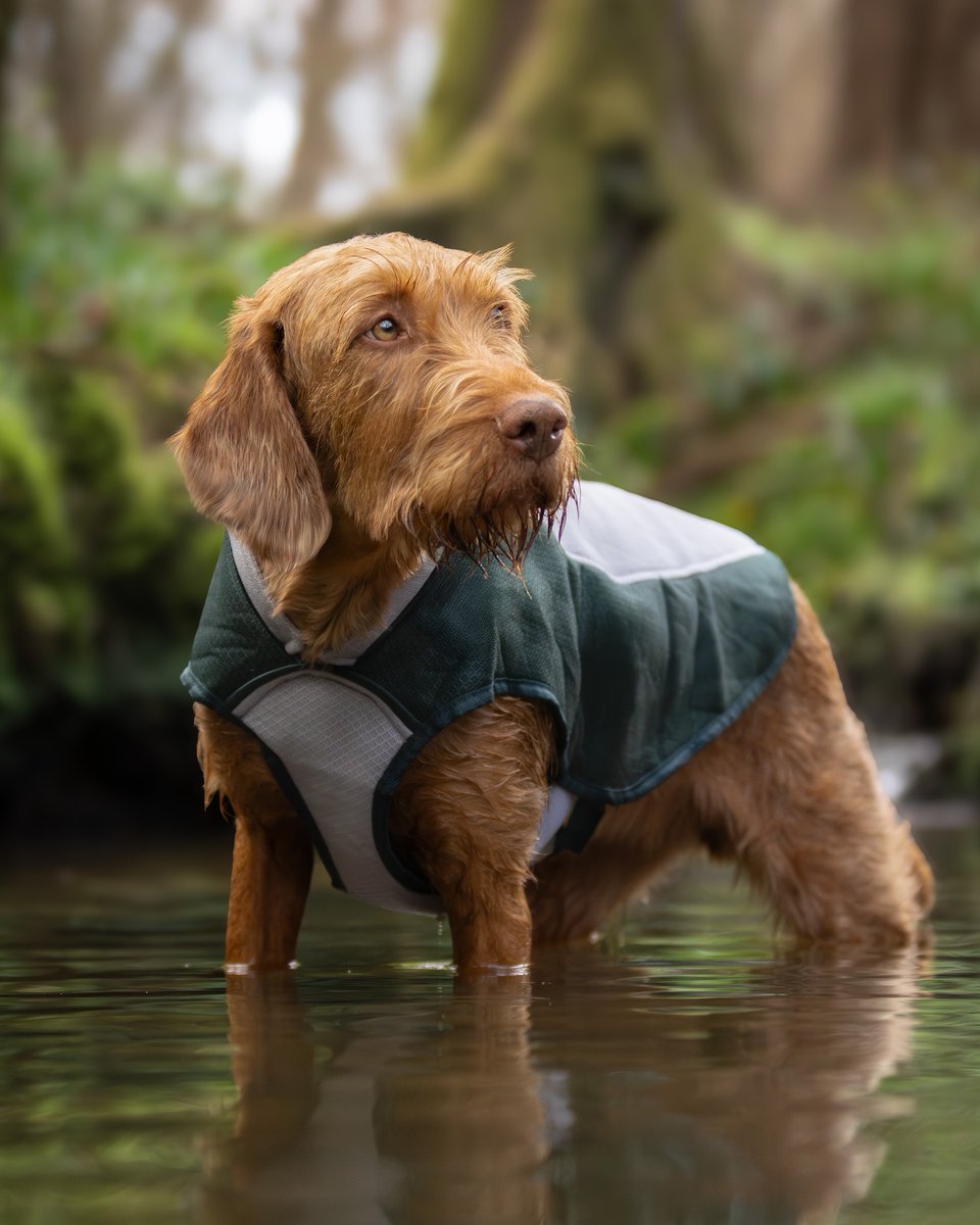 The weather’s climbing into the twenties for at least the next week, sounds like a reason to celebrate! Time to break out the Cooling Coats, pack lots of treats, and lace up those walking boots! ☀️

#ruffandtumble