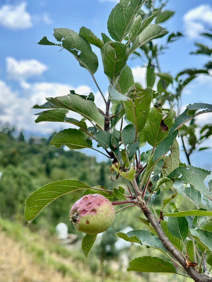 nazariyaa__'s tweet image. That’s the impact of hail on apples … But with proper care like pruning, nutrient sprays and sorting much of the harvest can still be saved. Hailnets add that extra layer of protection. 🍏🌲⛰️
#himachal