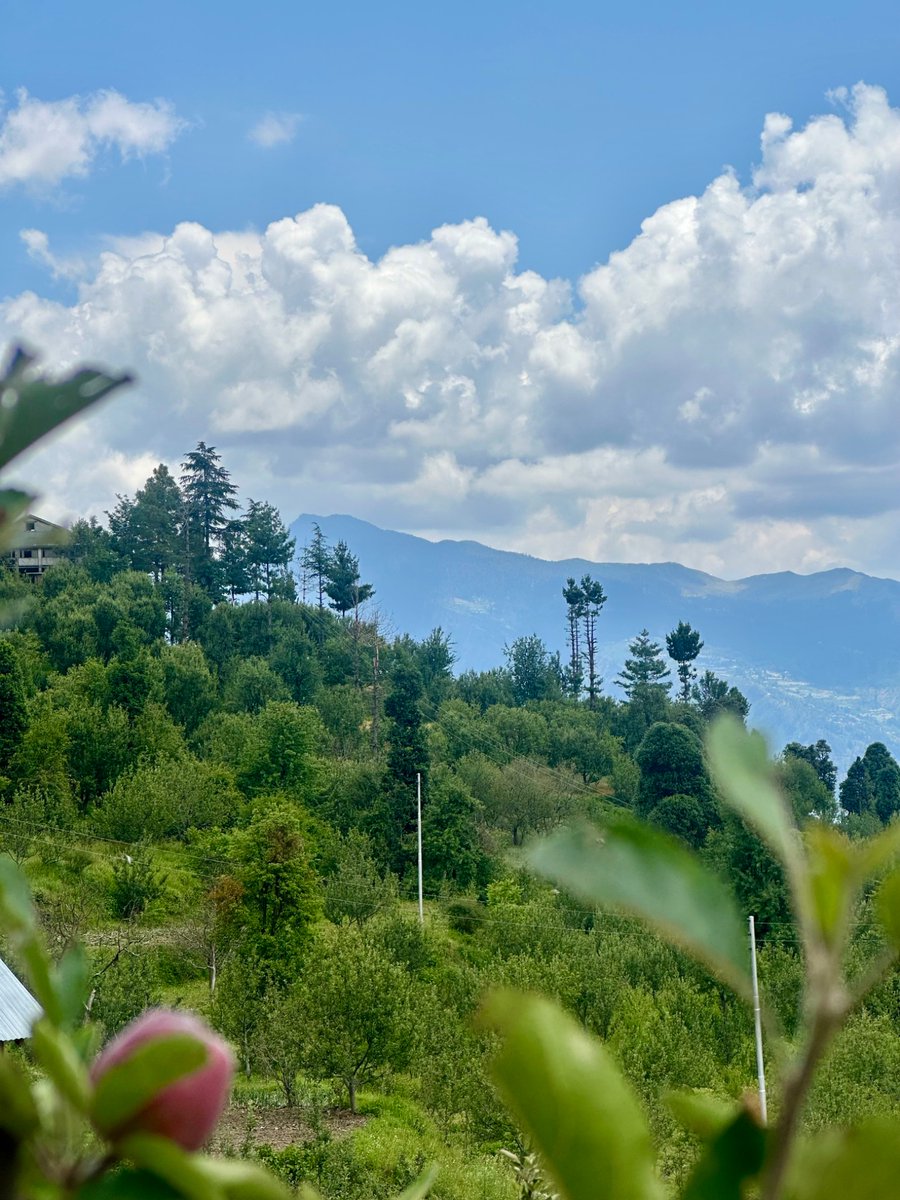 nazariyaa__'s tweet image. That’s the impact of hail on apples … But with proper care like pruning, nutrient sprays and sorting much of the harvest can still be saved. Hailnets add that extra layer of protection. 🍏🌲⛰️
#himachal