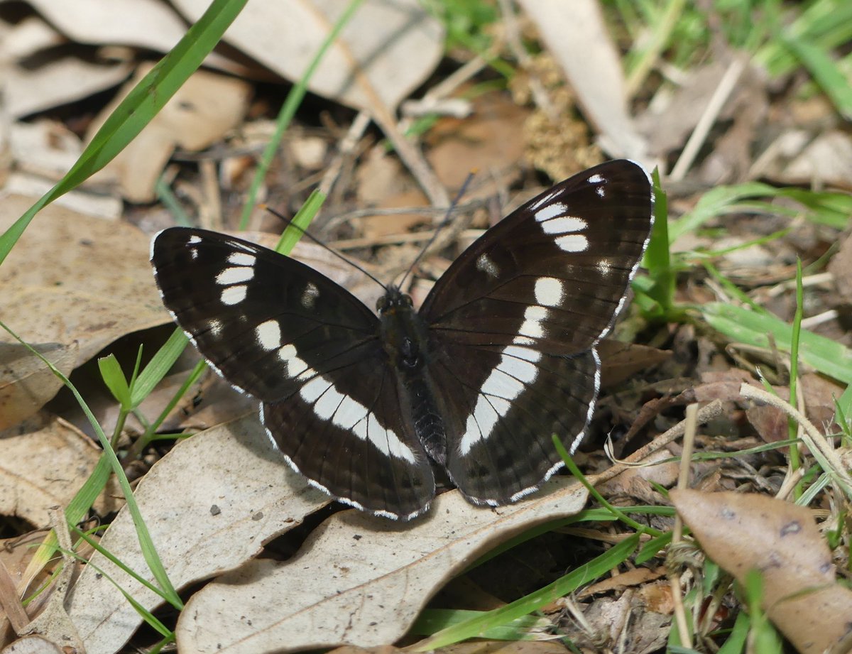 Kevin (@north_bucks123) on Twitter photo White admiral.. seen today at Oakhill Woods MK. <a href="/UpperThamesBC/">BC Upper Thames</a> #Butterflies #wildlifephotography #Nature White admiral.. seen today at Oakhill Woods MK. <a href="/UpperThamesBC/">BC Upper Thames</a> #Butterflies #wildlifephotography #Nature