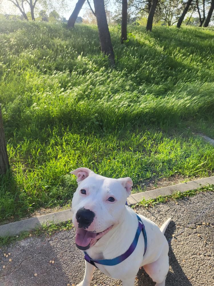 Katar945's tweet photo. "¡Hola! Os traigo un caso muy triste... Esta es Bella, una amercican stanford de 5 añitos, buena con perros, gatos y personas. El año pasado su dueño la iba a abandonar (la utilizaba para criar) porque ya no la quería, una chica del barrio la acogió y mas tarde la adoptó, pero + https://t.co/wejxZ75XVm