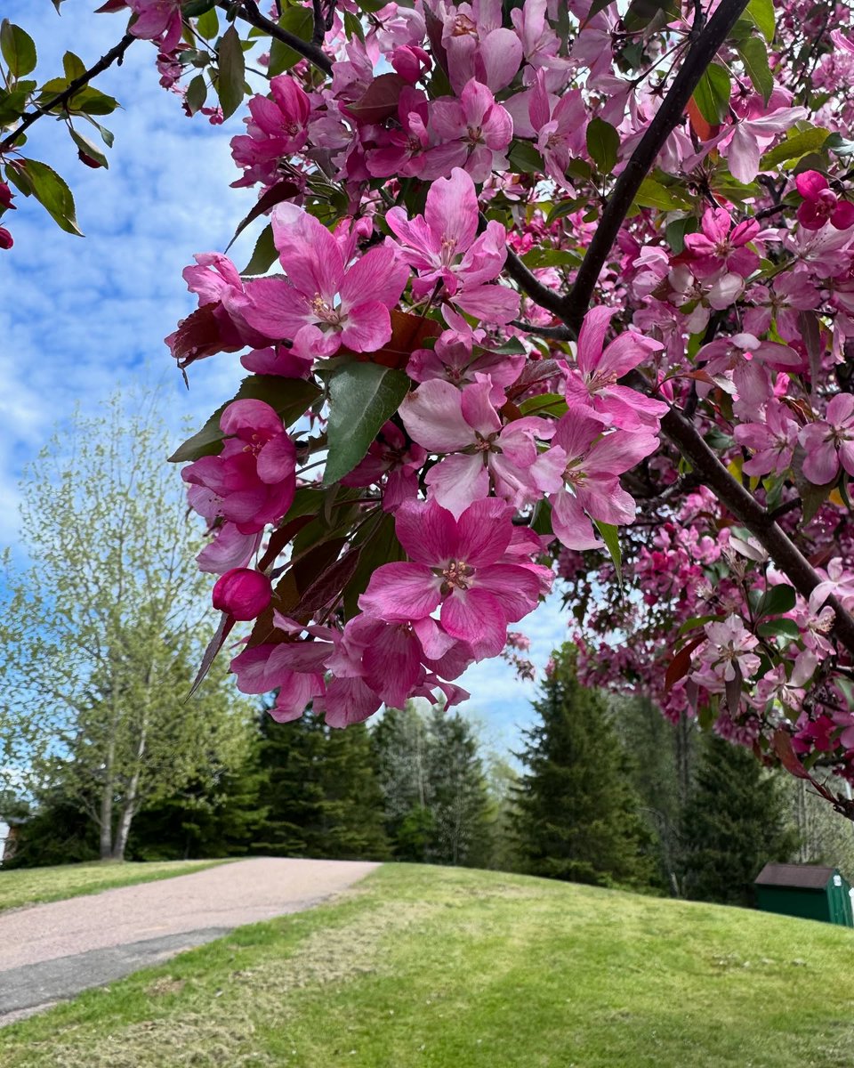 Bloom season’s in full swing 🌸🚲 Scenic rides and spring vibes in Ontario’s Highlands.

📸 <a href="/for/">oyoguhito</a>.barks.and.giggles
📍Petawawa 

#ComeWander #OntariosHighlands #SpringInTheHighlands #CycleON #BloomSeason #Petawawa #OttawaValley #RenfrewCounty #Cyling #CycleSeason