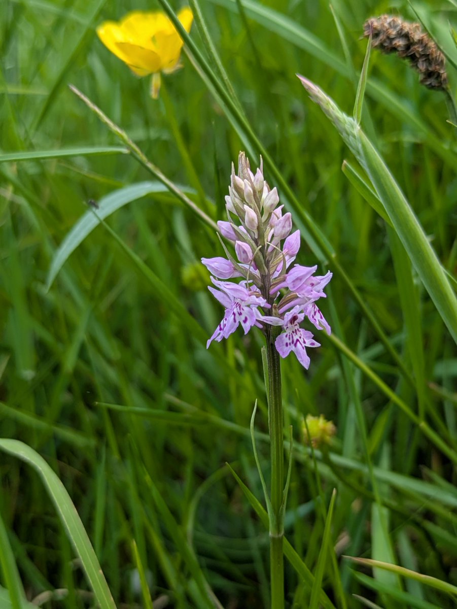 2019Ifaw's tweet photo. #orchidsummer, #ukorchids, #orchids
Finally found this tiny nature reserve today, Far Fields nr Ludlow, Shropshire. How fab are these orchids?! More importantly, *what* are these orchids? Anyone?
Tagging @churchartnature & @BSBIbotany
More pics here: https://t.co/LF9JtMWk7w https://t.co/rmw0pmoWrV