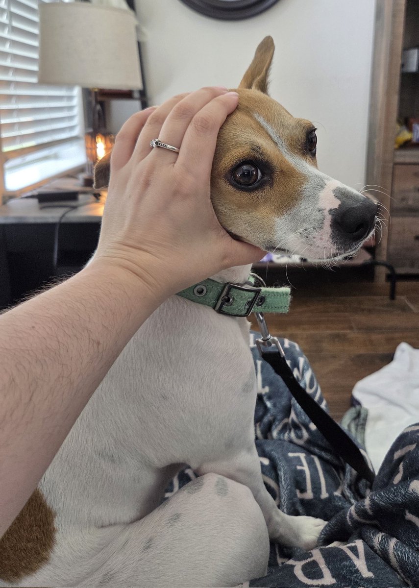 thrall's tweet photo. @oreoeocat i don't have a cat but monkey burgers bring me such joy i've started doing it to my dog. so here's a puppy burger https://t.co/QvNzG7QBdX