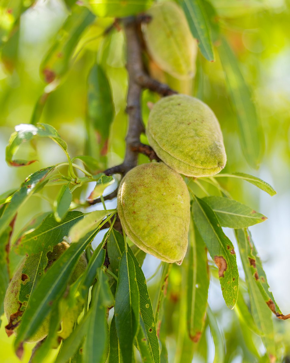 cooparbequina's tweet photo. Així de bonics tenim els ametllers a mitjans de juny... i en poc més de dos mesos ja començarem la collita! 🌳👌 https://t.co/oyoxFX7Icg