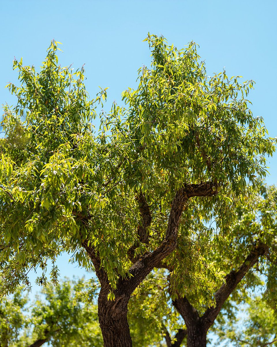 cooparbequina's tweet photo. Així de bonics tenim els ametllers a mitjans de juny... i en poc més de dos mesos ja començarem la collita! 🌳👌 https://t.co/oyoxFX7Icg