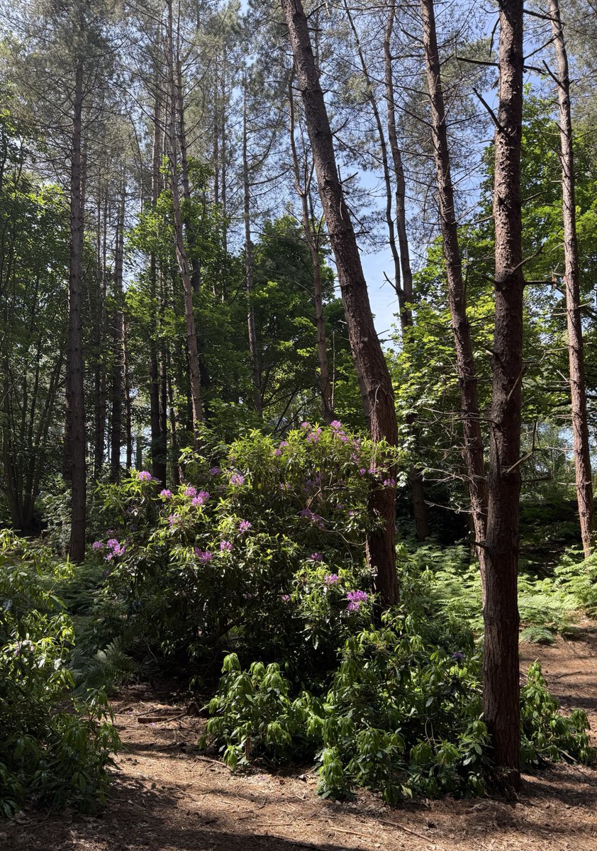 The Rhododendrons are looking lovely around Hilltop at the moment.
You can even view them as you fly down the Big Zipper! 
#summer #June #flowers #hilltopadventure