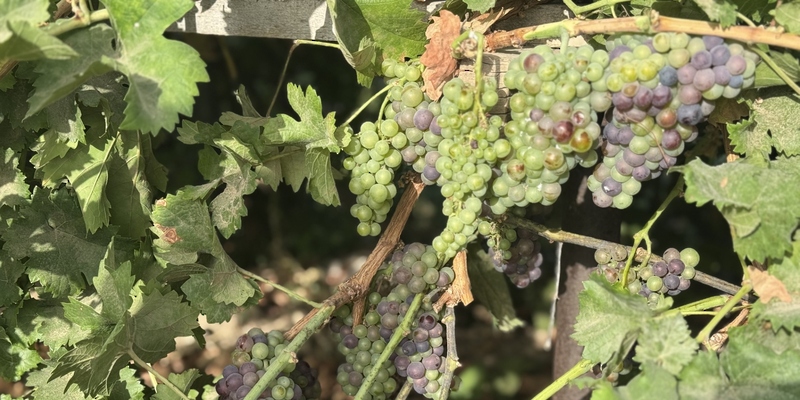 بدء موسم حصاد العنب في ولاية #ينقل بمحافظة #الظاهرة، الذي يستمر حتى مطلع أغسطس المقبل. ويُعد العنب من الفواكه الصيفية التي تحظى بإقبال واسع في الأسواق المحلية والشعبية نظرًا لجودته العالية ومذاقه الغني.

2u.pw/npQ2M

#العُمانية