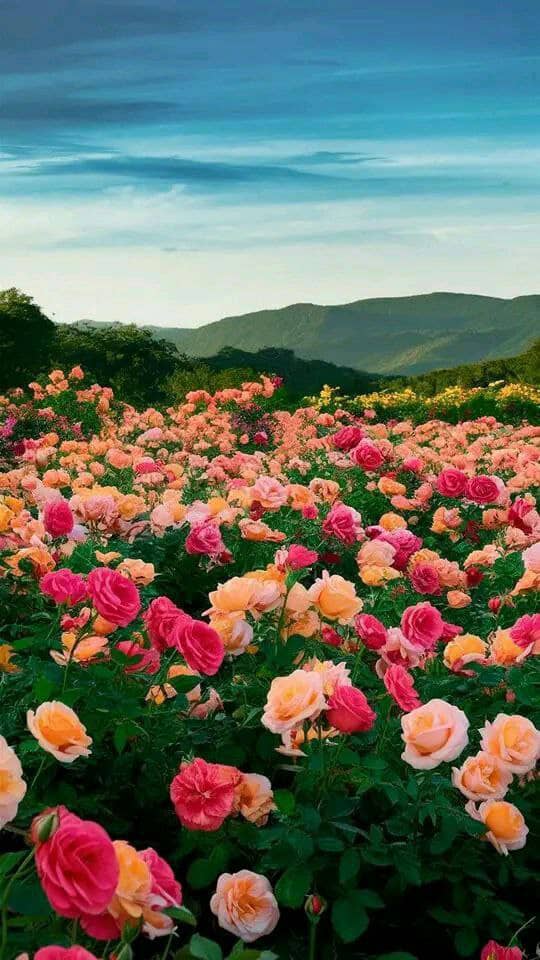 *`♡@🎍♡༺🌹༻@🎍♡♡`*
`مساءالخير`
*هناك مواقف في الحياة تضطر أن تعبرها وحيداً* ،،
*فلا أحد باستطاعته أن'* *يقول*  *لك الكلمات المناسبة..*
*فكن شجاعاً وتفاءل !*
*`♡@🎍♡༺🌹༻@🎍♡♡`*