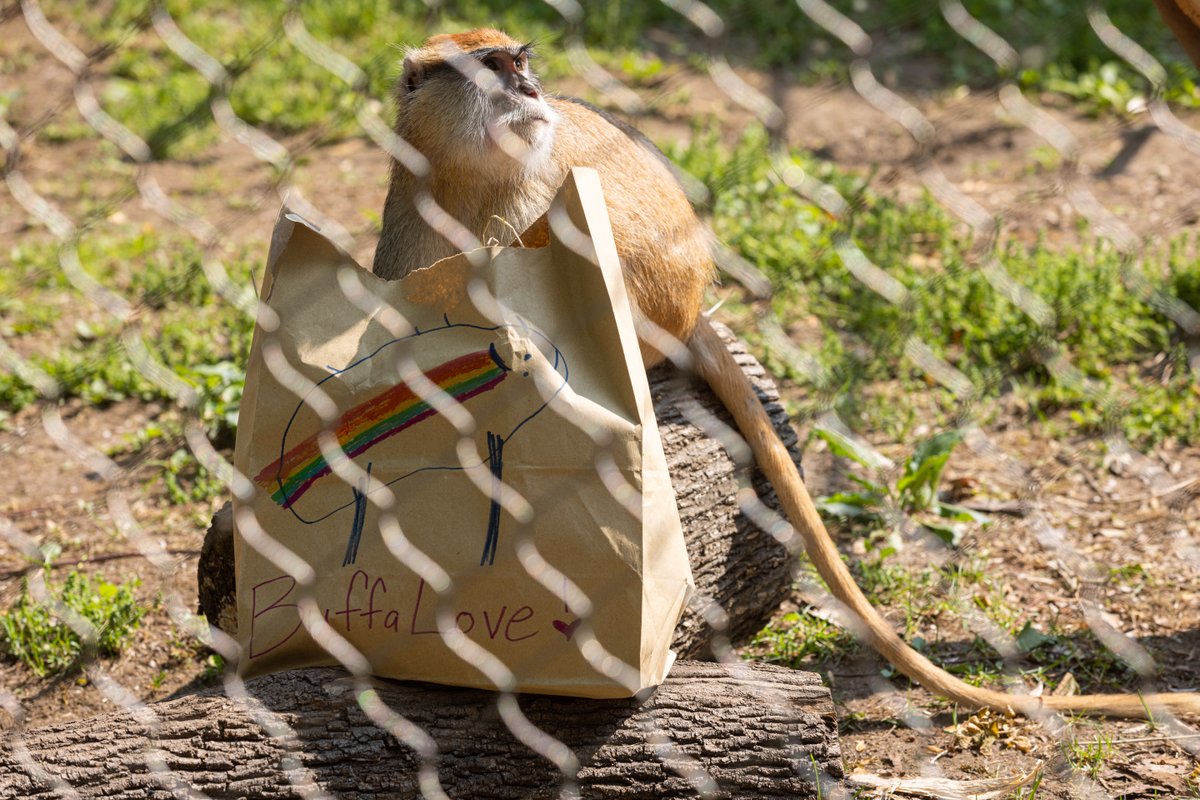 Happy #PrideMonth from our patas monkeys!