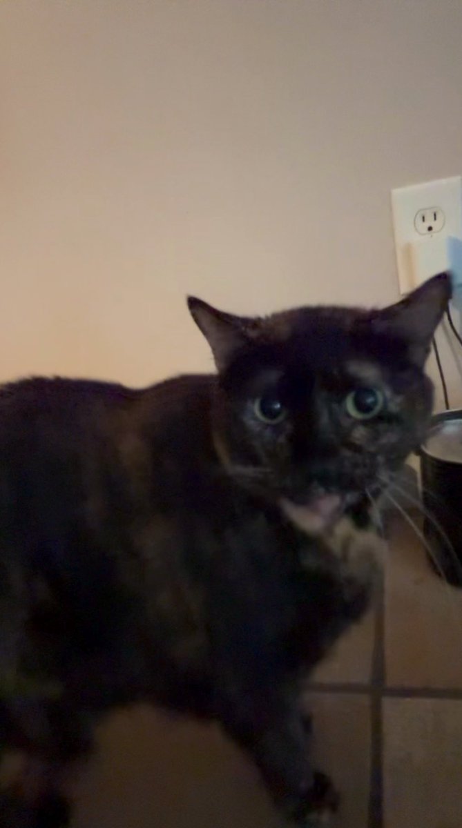 PepitaCorona's tweet image. Yessss I do love any animal … &amp;amp; They love me 🤣😻😻❤️ this is Justin &amp;amp; Jeidy my 🇩🇪 #neighborcats I’m just checking on them … guess I’m their Mama 4 now 😹😹 #catvibes #catlovers #catsitter Eyyy Janeen this is 4 u lol 😆❤️😁 @ClothesHorse39 Happy Day!! Enjoy 😉 even if it’s ☔️🙄