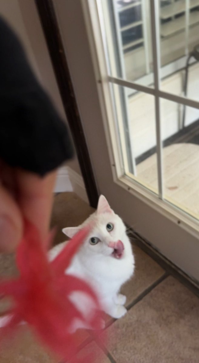 PepitaCorona's tweet image. Yessss I do love any animal … &amp;amp; They love me 🤣😻😻❤️ this is Justin &amp;amp; Jeidy my 🇩🇪 #neighborcats I’m just checking on them … guess I’m their Mama 4 now 😹😹 #catvibes #catlovers #catsitter Eyyy Janeen this is 4 u lol 😆❤️😁 @ClothesHorse39 Happy Day!! Enjoy 😉 even if it’s ☔️🙄