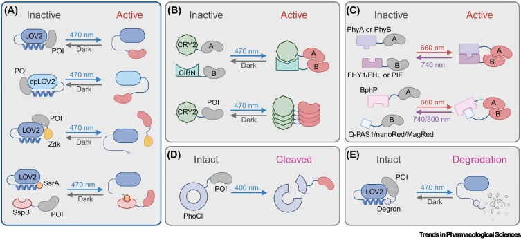 TrendsinPharma's tweet image. Optogenetic engineering for precision cancer immunotherapy dlvr.it/TLHq0P
