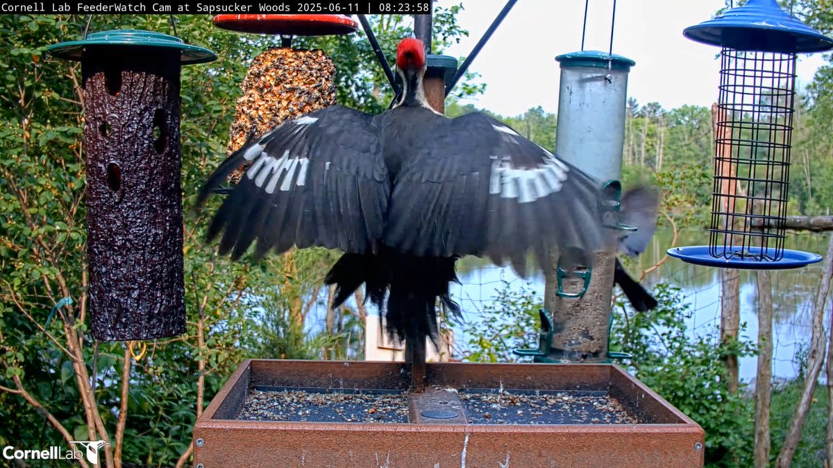 08:23, 6/11   Let's see those impressive wings of the Pileated Woodpecker ....26.0 - 29.5 inches!!!  #cornellfeeders