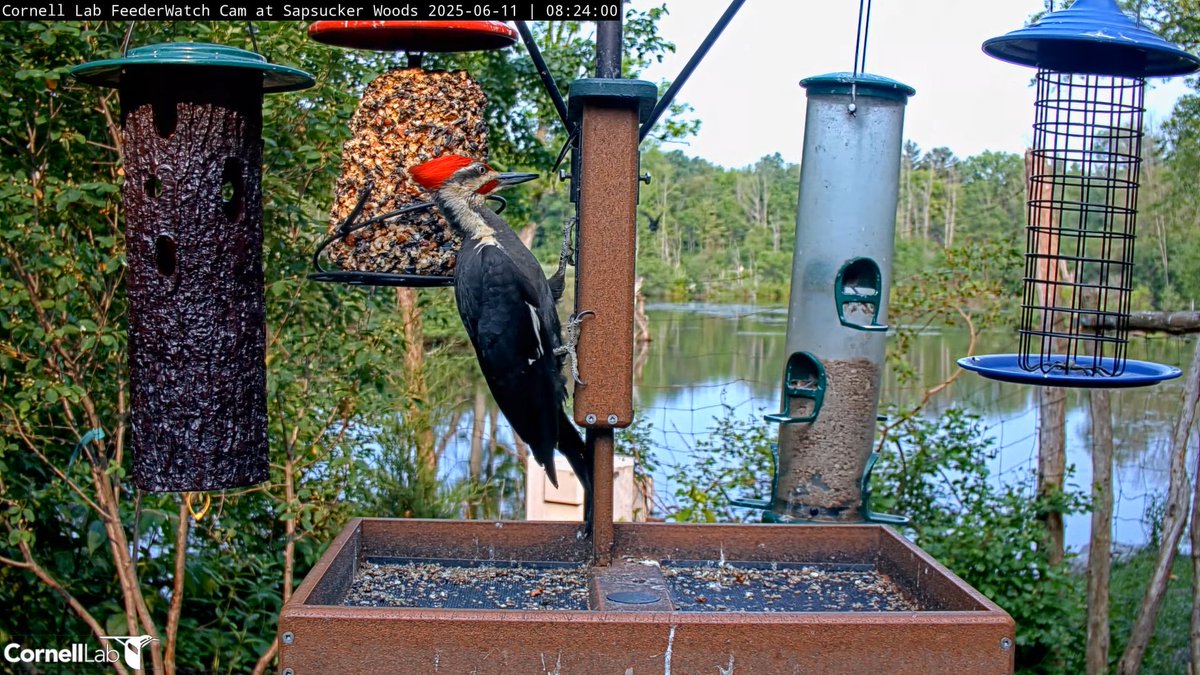 08:23, 6/11   Morning visit from Pileated Woodpecker   #cornellfeeders