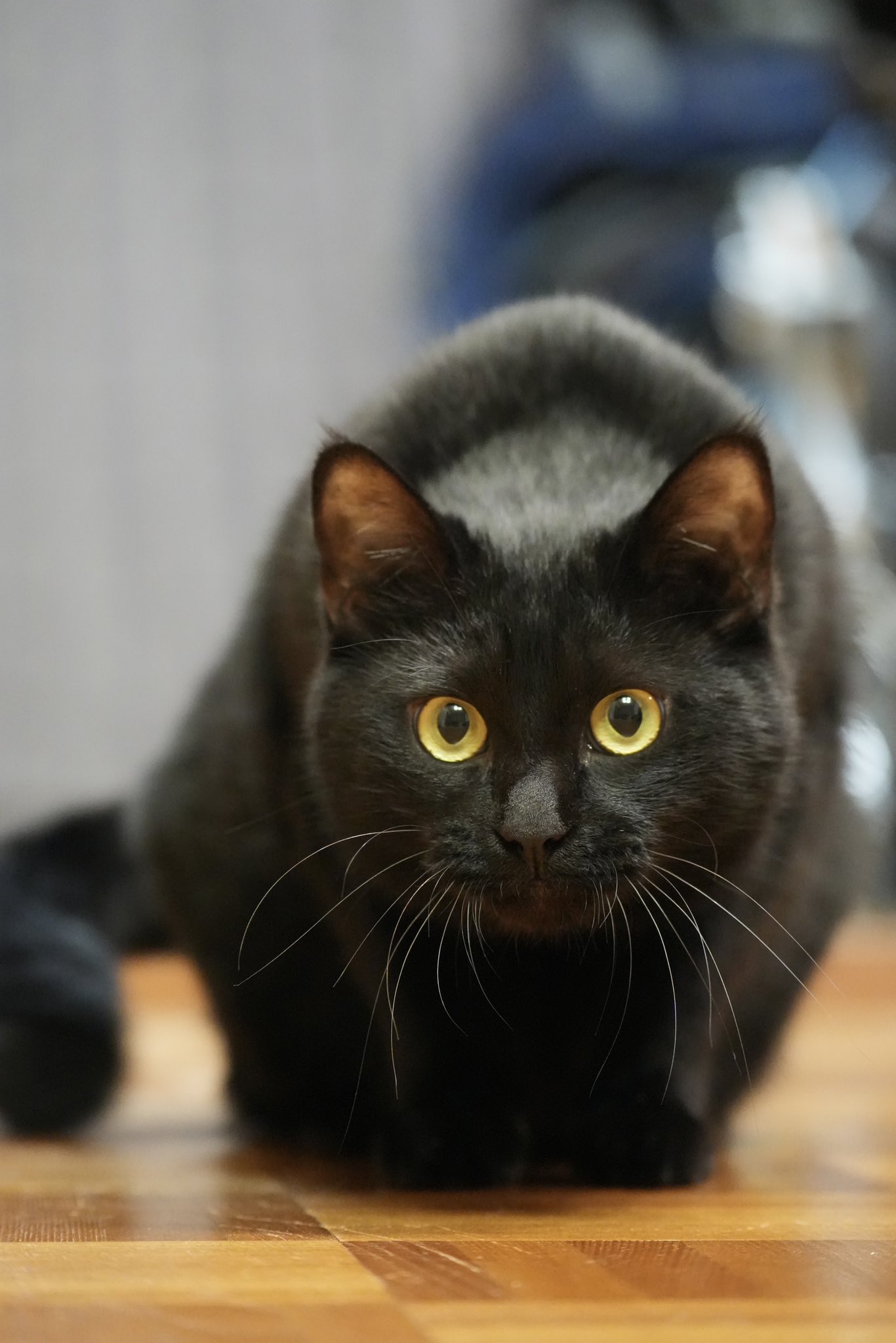 黒猫つくねちゃん太しっぽ on X: 