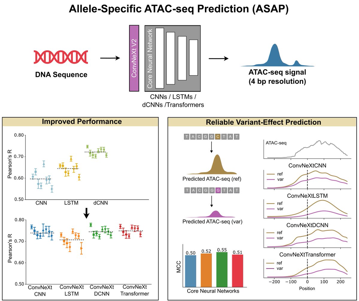 🚨 New preprint out!
We studied deep learning models for high-resolution DNA accessibility prediction from DNA sequence!

Key takeaway: ConvNeXt V2 blocks consistently boost accuracy.

📖 Preprint: biorxiv.org/content/10.110…
🔗Code: github.com/BoevaLab/ASAP
📦 pip install atac-asap