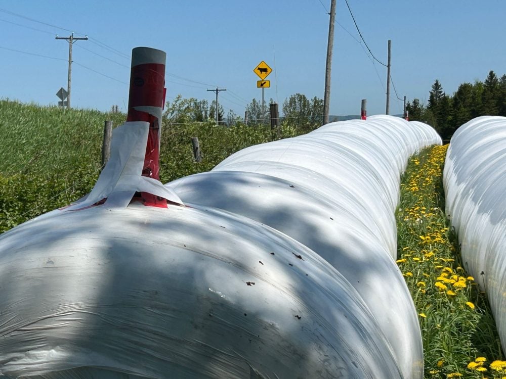 Voici un truc que j'ai découvert lors d'un reportage à la Ferme Denijos, de Bryan Denis.

lebulletin.com/elevage/ensila…