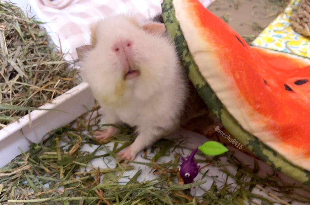 ちゃちゃ (@moecha0415) / Posts / X