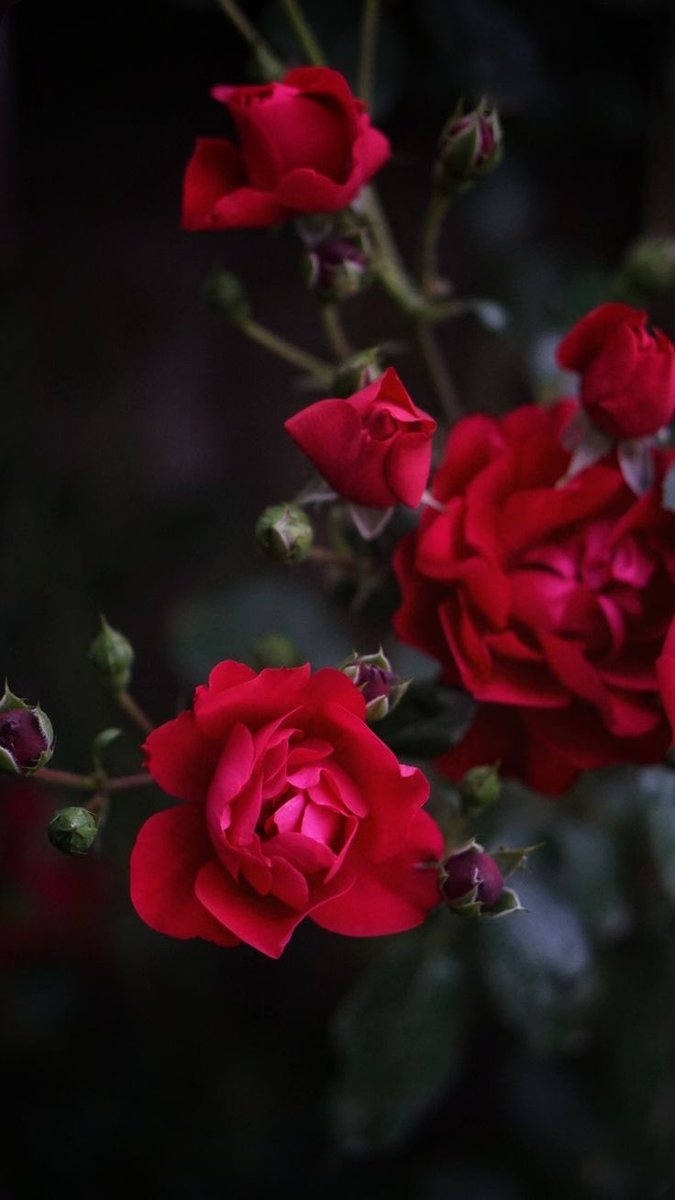 Rose Nur (@rose_nur_) on Twitter photo •••••••
RT sayfama verdiğiniz tüm destek için yürekten teşekkür ederim.
Ne yazık ki şu an takip limitine takıldım ve geri dönüş yapamıyorum.
Biraz zamana ihtiyacım var ama en kısa sürede telafi edeceğim.
Anlayışınız için çok teşekkürler. 
💙🧿🌹 •••••••
RT sayfama verdiğiniz tüm destek için yürekten teşekkür ederim.
Ne yazık ki şu an takip limitine takıldım ve geri dönüş yapamıyorum.
Biraz zamana ihtiyacım var ama en kısa sürede telafi edeceğim.
Anlayışınız için çok teşekkürler. 
💙🧿🌹