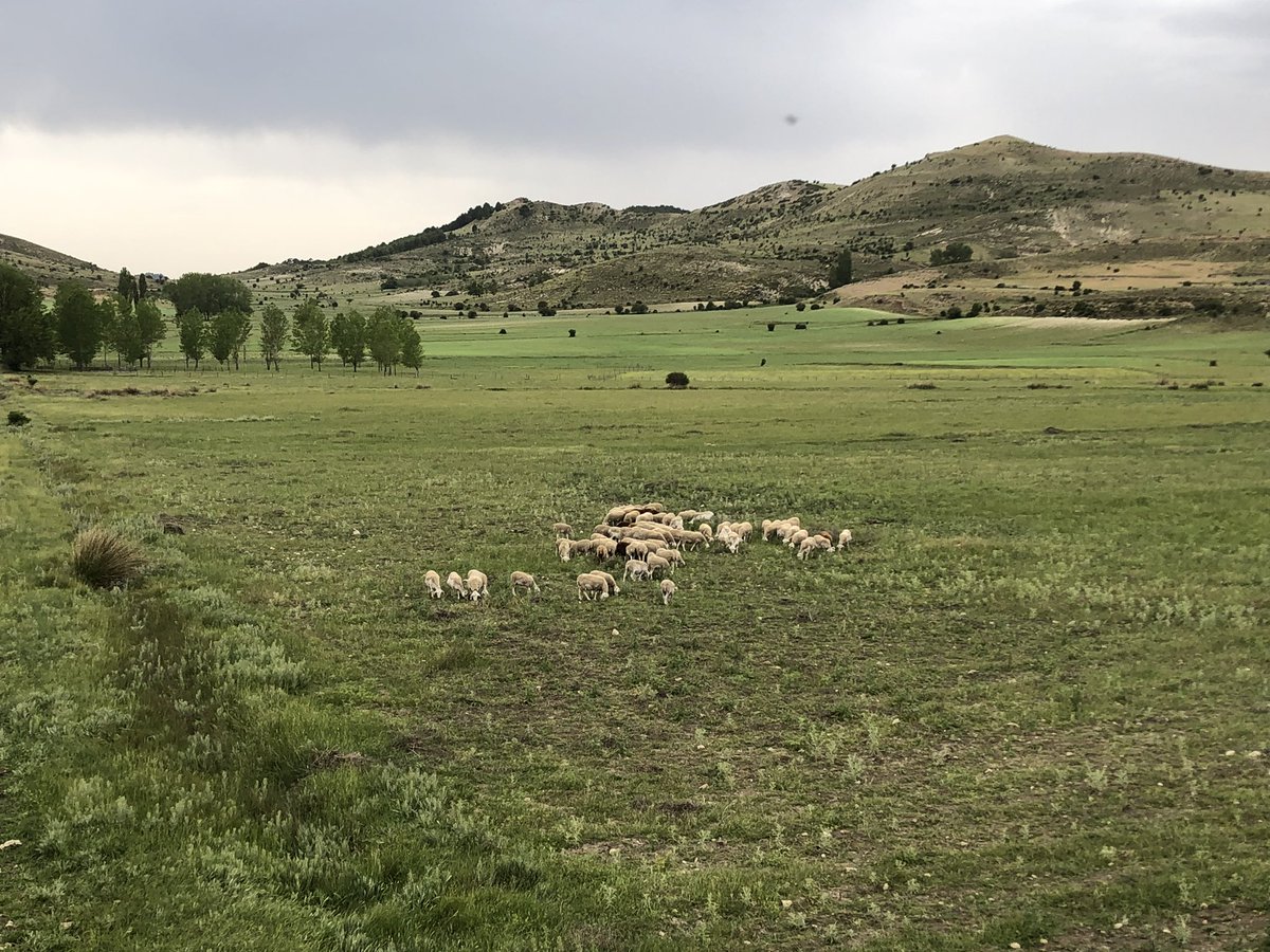 Santiago-Pontones en junio. Vega de Majalacaña y Cuerda del Artuñedo 🌿
#RadioSierraFM <a href="/DescubreSanPont/">Santiago-Pontones</a> 
#SierradeSegura
