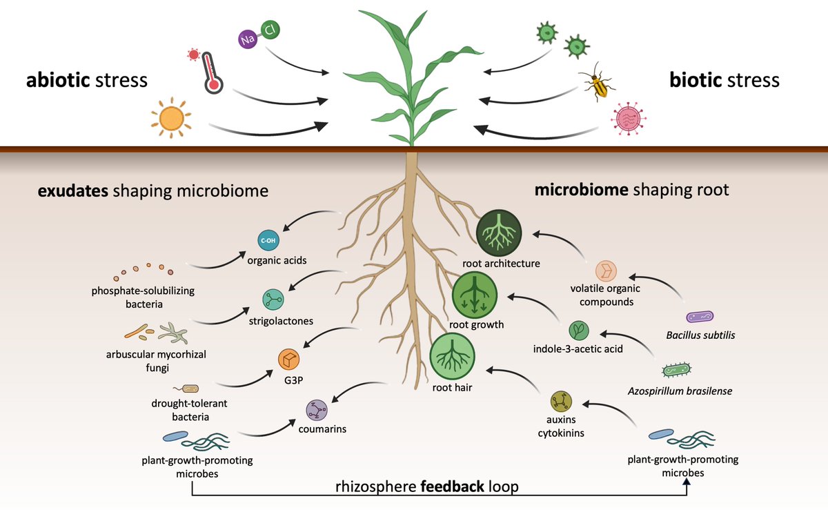 lwmendes's tweet image. Root architecture and the rhizosphere microbiome: Shaping sustainable agriculture | Plant Science sciencedirect.com/science/articl…