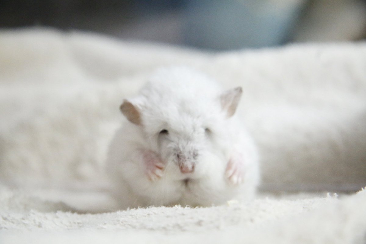 平 ハムスター tweet media