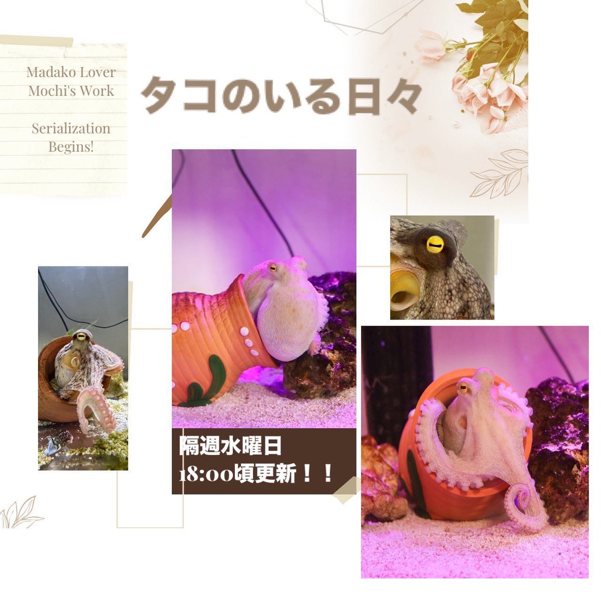 本も連載も、どちらもぜひご覧ください🐙✨🐙✨
