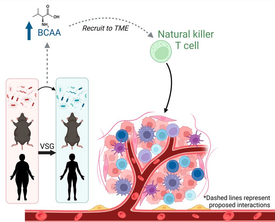 Bariatric surgery causes long term changes to our gut microbiome—

<a href="/maggiesuebohm/">Maggie Bohm</a>, <a href="/MakowskiLab/">Liza Makowski Lab</a> &amp; team <a href="/UTHSC_Cancer/">UTHSC Center for Cancer Research</a>  now show these changes can improve the body’s immune response to current breast cancer treatments.

See more: insight.jci.org/articles/view/…