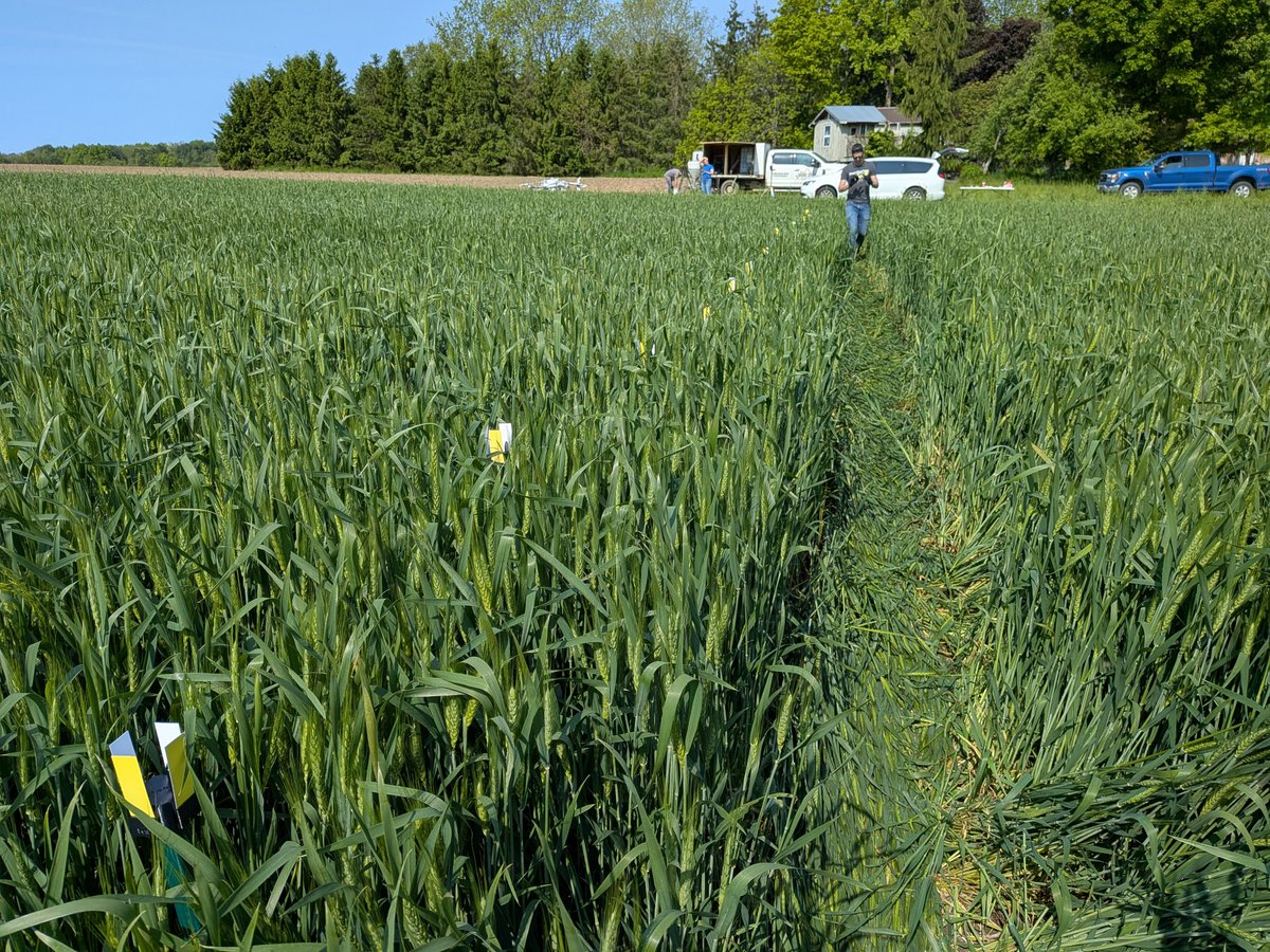 Spray_Guy's tweet image. How do RPAS droplets move in the swath? What are reasonable operational settings when spraying wheat? How does drone coverage stack up against conventional methods?
Have a look:
sprayers101.com/rpas_cardinal_…
#RPAS
#Drones