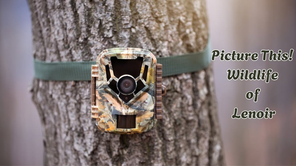 Join us for a presentation at Lenoir Preserve, this Saturday, June 14, from 1 p.m to 2 p.m. on the wildlife, their habitats, and their habits, captured on our very own trail cameras. All ages. Indoor/outdoor program.