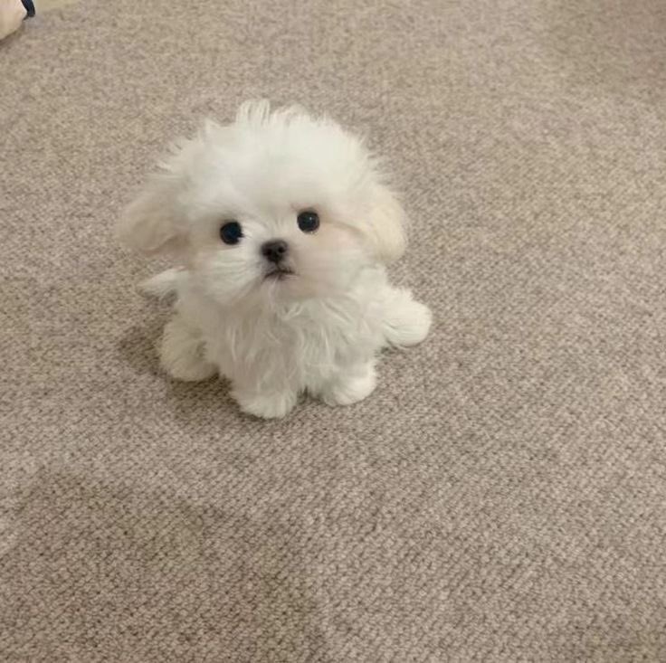 一応最近の私でも載せとこうか