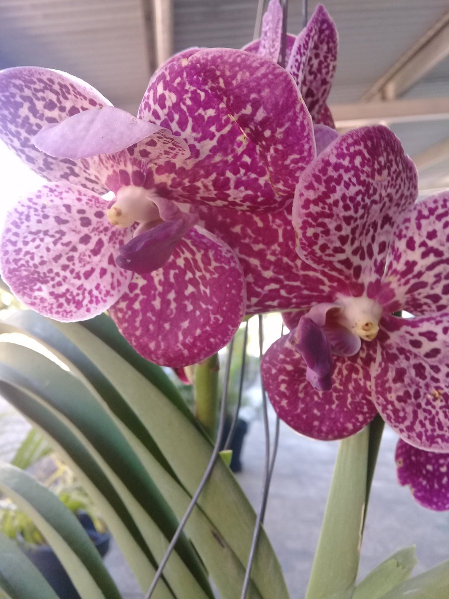 Pat Lee (@patlee59375062) on Twitter photo 