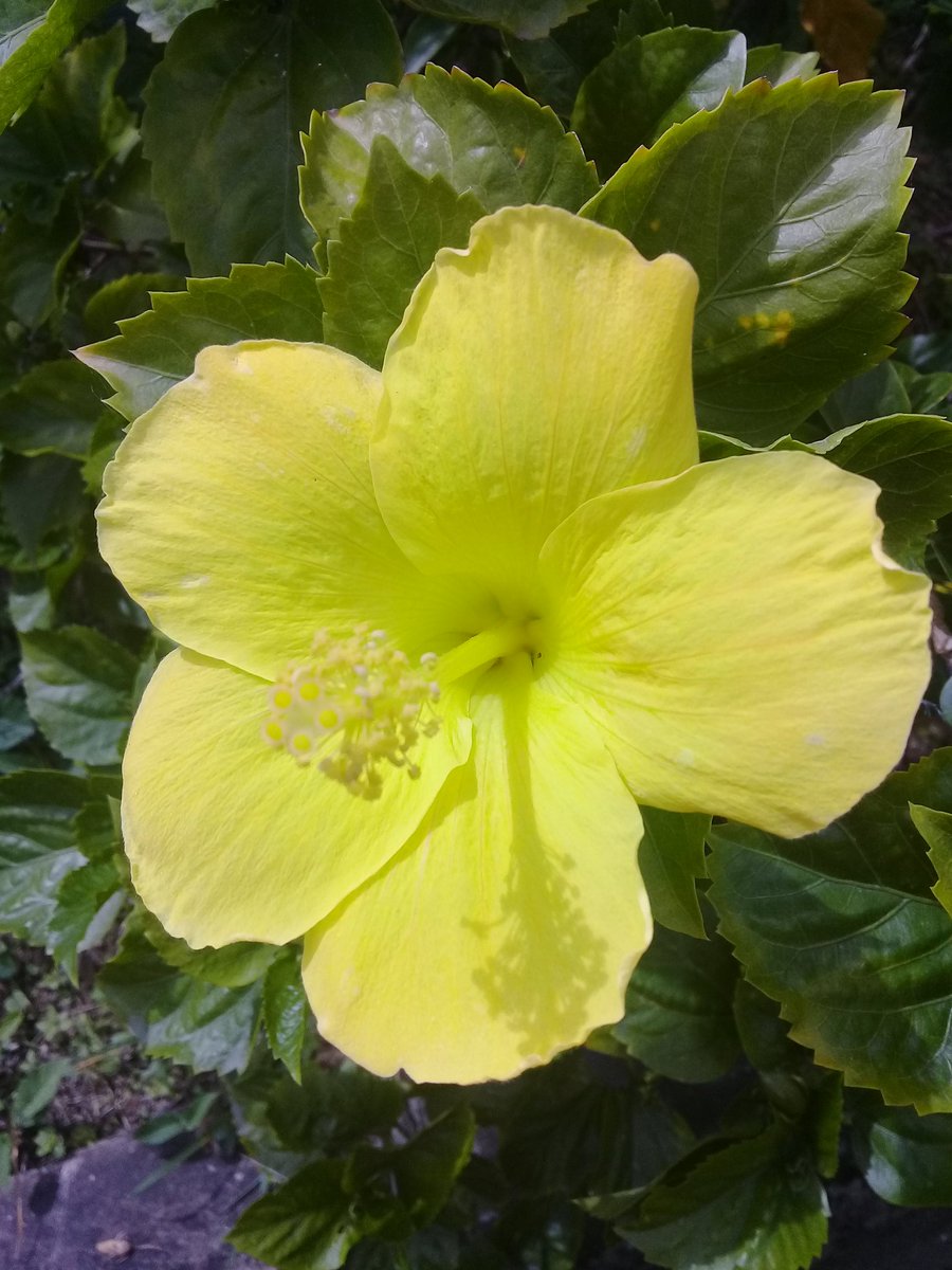 Pat Lee (@patlee59375062) on Twitter photo 