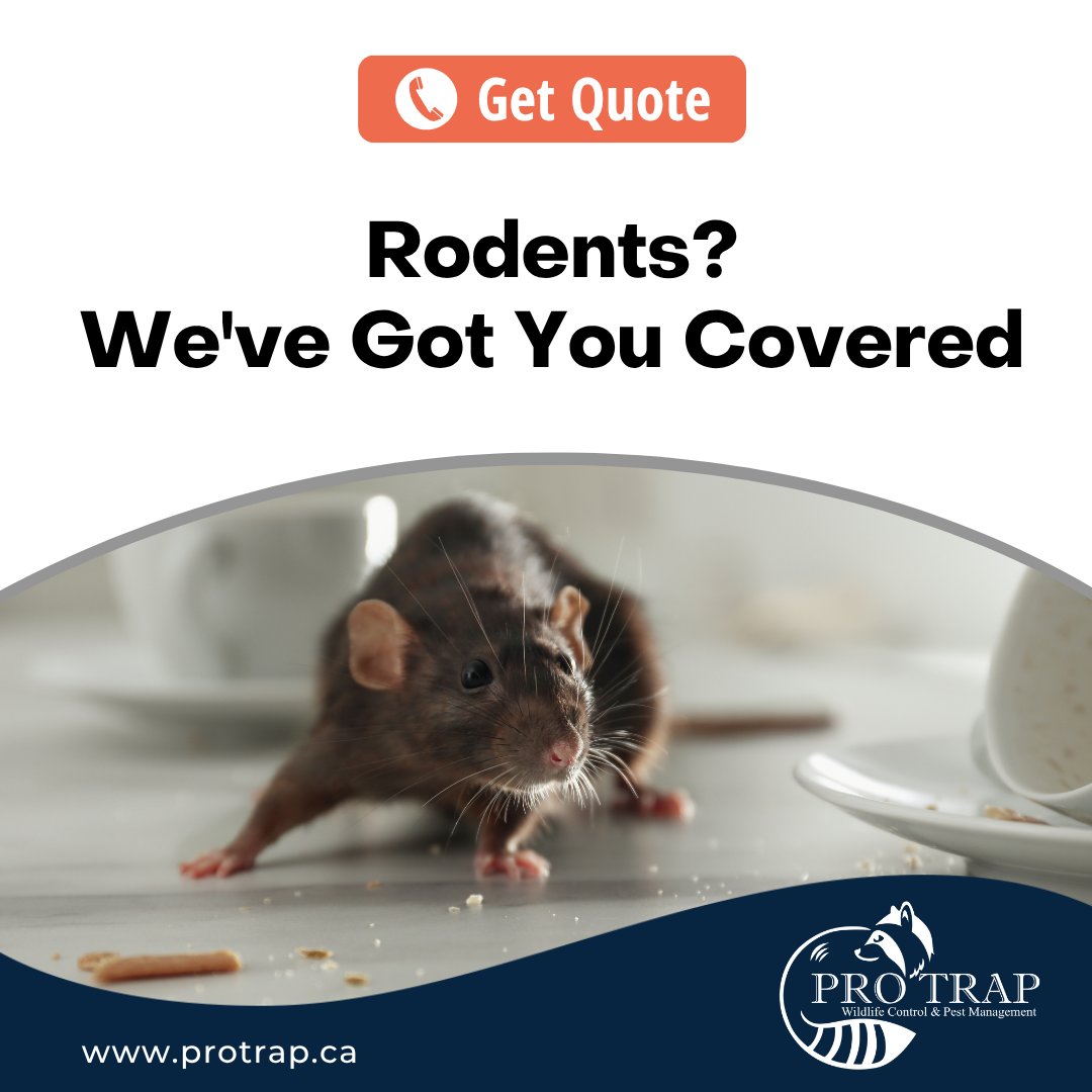 Rodents causing trouble? Our experts can help you reclaim your home. 

Contact us today!
📞 (226) 350-7378