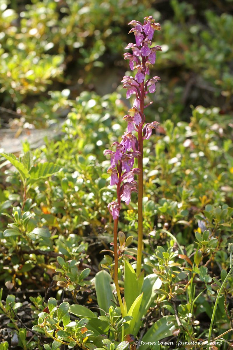 James Lowen (@jlowenwildlife) on Twitter photo Orchids were a stand-out of the Vercors on the <a href="/travel_wildlife/">Wildlife Travel</a> led by <a href="/sarah_lambert7/">Sarah Lambert</a> including many species rare in the UK. New spp. for me inc. Elderflower, Broad-leaved Marsh, Pale-flowered and the rare, localised Spitzell's. More on my blog at jameslowen.com/blog-6-jun-202⦠Orchids were a stand-out of the Vercors on the <a href="/travel_wildlife/">Wildlife Travel</a> led by <a href="/sarah_lambert7/">Sarah Lambert</a> including many species rare in the UK. New spp. for me inc. Elderflower, Broad-leaved Marsh, Pale-flowered and the rare, localised Spitzell's. More on my blog at jameslowen.com/blog-6-jun-202ā¦