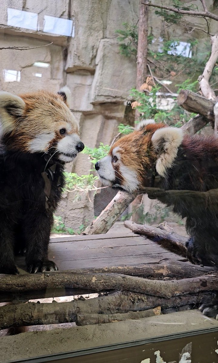 緊張するジジくん😳💦

25.06
#ジジ #ダイズ #レッサーパンダ
#那須どうぶつ王国